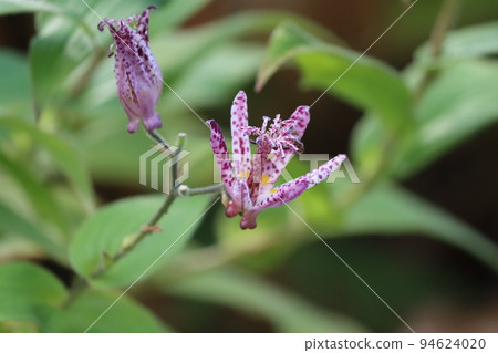 帶有獨特紫色斑駁圖案的Hototogisu 帶有獨特紫色斑駁圖案的Hototogisu 94624020