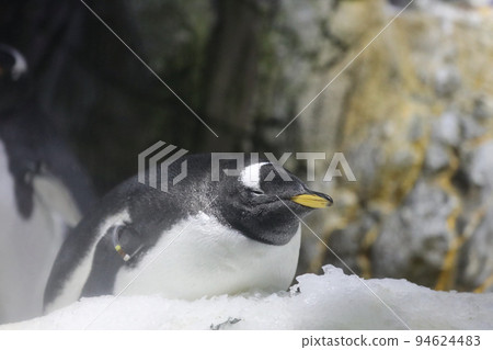 [大阪港區海遊館] Gentoo Penguin Sleep Mode 94624483