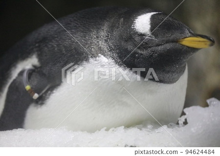 [大阪港區海遊館] Gentoo Penguin Sleep Mode 94624484