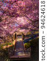 A beautiful sight of a tunnel of cherry blossoms covering the top of the slide 94624618