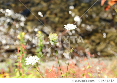 河岸上盛開的鮮花 94624812