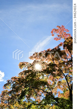 藍天、秋葉和太陽 94624814