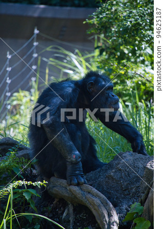 橫濱動物園的黑猩猩 橫濱動物園的黑猩猩 94625187