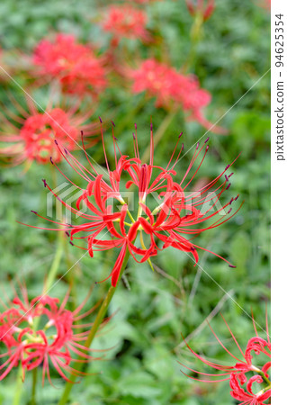 red spider lily 94625354