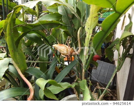 只能享受一晚的夜空之美的白色大花蕾 94625614