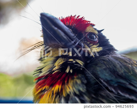 Close up the face of Juvenile Coppersmith barbet bird Close up the face of Juvenile Coppersmith barbet bird 94625693