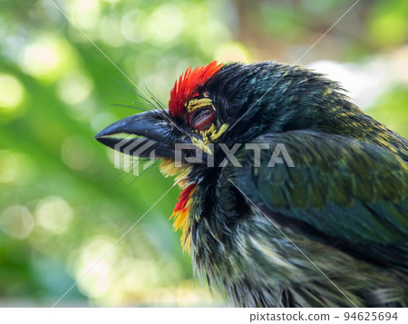 The face of Juvenile Coppersmith barbet bird The face of Juvenile Coppersmith barbet bird 94625694