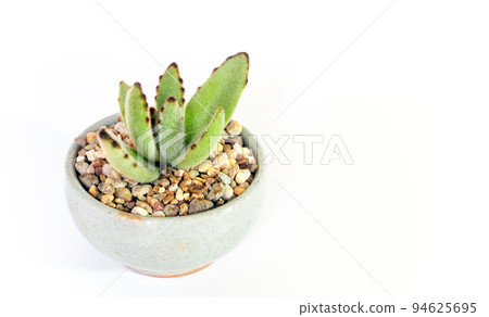 Hairy leaves of Kalanchoe tomentosa succulent plant in the ceramic pot Hairy leaves of Kalanchoe tomentosa succulent plant in the ceramic pot 94625695