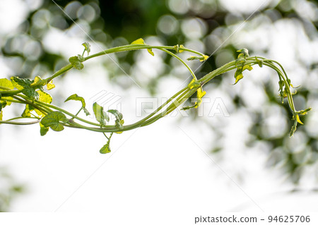 Vine of Mikania micrantha bitter vine the invasive alien species in nature 94625706