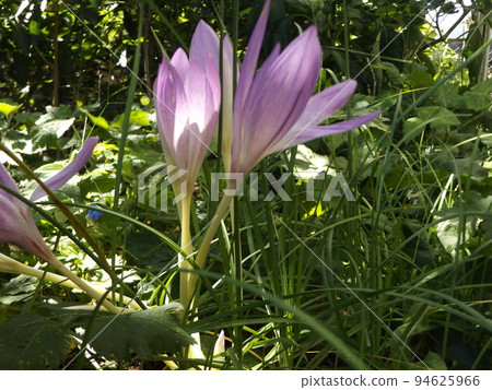 purple saffron flowers blooming in autumn 94625966