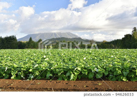 Photographing the morning scenery of the burdock field in Rusutsu Village, Hokkaido in autumn 94626033