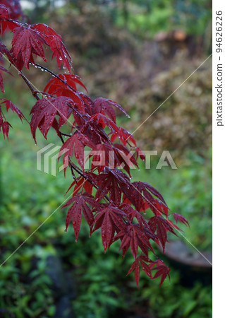 楓葉在雨中濕潤 94626226