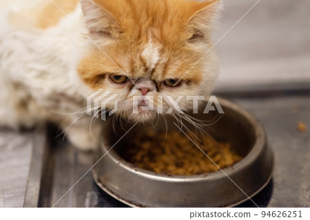 yellow exotic shorthair cat look at camera while eating pet food 94626251