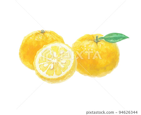 Yuzu illustration drawn with watercolors Yuzu illustration drawn with watercolors 94626344