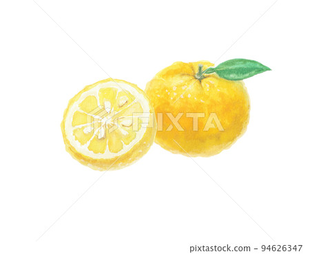 用水彩畫的柚子插圖 用水彩畫的柚子插圖 94626347