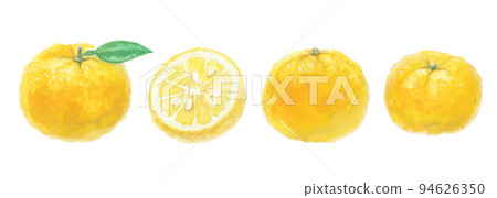 Yuzu illustration drawn with watercolors Yuzu illustration drawn with watercolors 94626350