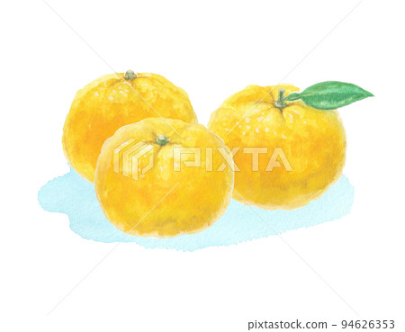 Yuzu illustration drawn with watercolors Yuzu illustration drawn with watercolors 94626353