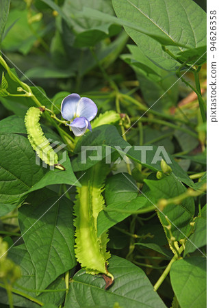 方形豆花 94626358