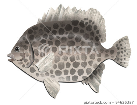 Illustration of Isono King Ishidai that is delicious to eat 94626387