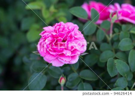 Bern's Rose Garden Bern's Rose Garden 94626414
