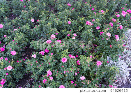 Bern's Rose Garden Bern's Rose Garden 94626415