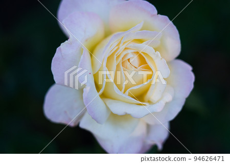 Bern's Rose Garden Bern's Rose Garden 94626471