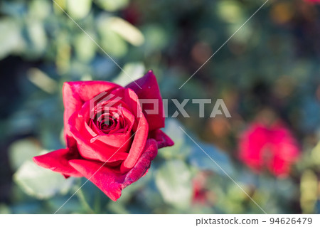 Bern's Rose Garden 94626479