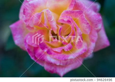 Bern's Rose Garden Bern's Rose Garden 94626496