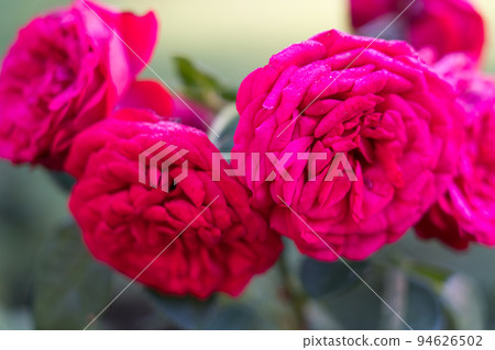 Bern's Rose Garden Bern's Rose Garden 94626502