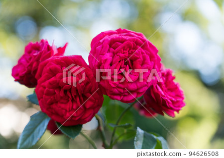 Bern's Rose Garden Bern's Rose Garden 94626508