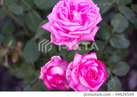 Bern's Rose Garden Bern's Rose Garden 94626509