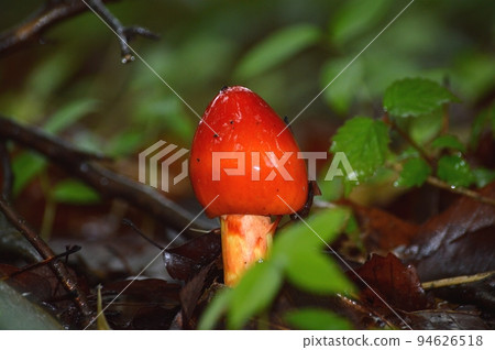 鵝Hemibapha 94626518