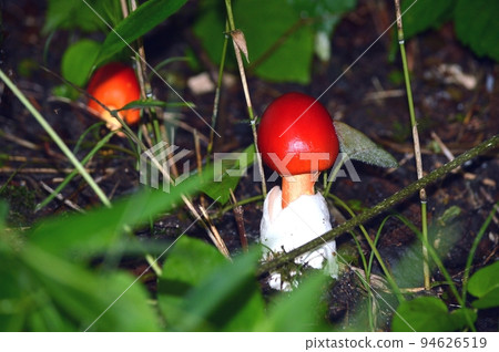 鵝Hemibapha 94626519