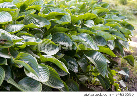 Hosta (hosta) growing into a large stock Hosta (hosta) growing into a large stock 94626590
