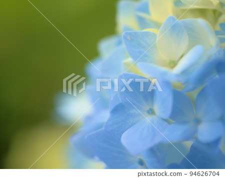 六月盛開的繡球花 94626704