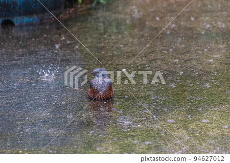 Blue rock-eared bulbul in the rain Blue rock-eared bulbul in the rain 94627012