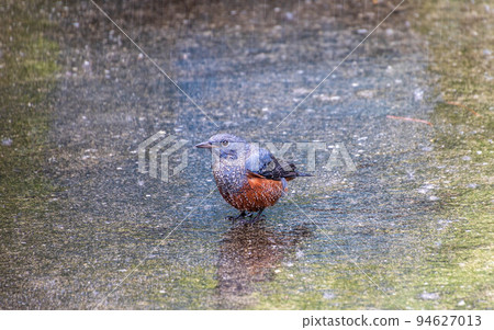 Blue rock-eared bulbul in the rain Blue rock-eared bulbul in the rain 94627013