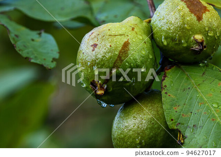 Guava fruit after the rain 94627017