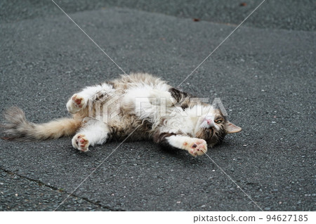 A cat who takes a nap A cat who takes a nap 94627185