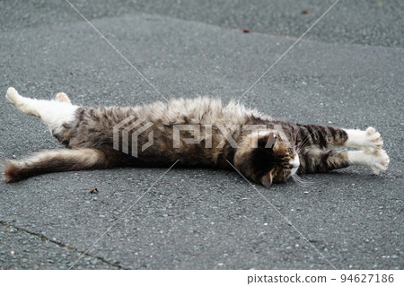 A cat who takes a nap A cat who takes a nap 94627186
