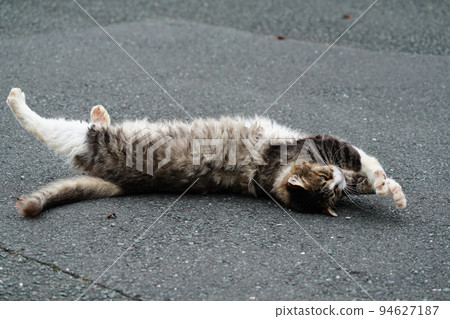 A cat who takes a nap A cat who takes a nap 94627187