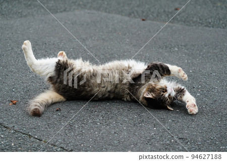 A cat who takes a nap 94627188