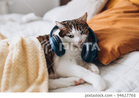 Funny cat lay on pillow with headphones. White with gray cat lies in bed at home, house comfort concept, indoors. Funny cat lay on pillow with headphones. White with gray cat lies in bed at home, house comfort concept, indoors. 94627768