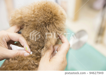 Female veterinarian hand doing acupuncture treatment to small dog at veterinary clinic 94627949