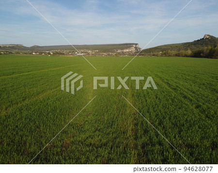 Aerial view on green wheat field in countryside. Field of wheat blowing in the wind on sunset. Young and green Spikelets. Ears of barley crop in nature. Agronomy, industry and food production. Aerial view on green wheat field in countryside. Field of wheat blowing in the wind on sunset. Young and green Spikelets. Ears of barley crop in nature. Agronomy, industry and food production. 94628077