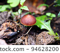 mushroom mushroom 94628200