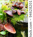 mushroom mushroom 94628201