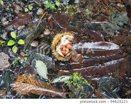 Falling chestnuts 94628221