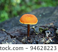 mushroom mushroom 94628223