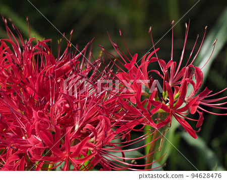 飛鳥村五彩斑斕的孤挺花特寫 飛鳥村五彩斑斕的孤挺花特寫 94628476